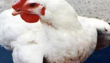 鸡病毒性关节炎治疗的方法简介 鸡病毒性关节炎什么症状