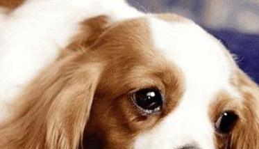 狗食物中毒的症状有哪些 狗食物中毒的症状有哪些图片