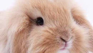 垂耳兔子能长多少斤 垂耳兔能长多少斤