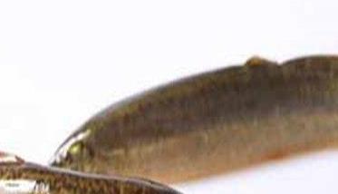 大鳞副泥鳅的养殖技术 泥鳅和大鳞副泥鳅