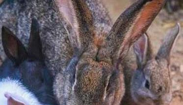 家兔换毛类型包括哪些类型 家兔换毛类型包括哪些类型图片