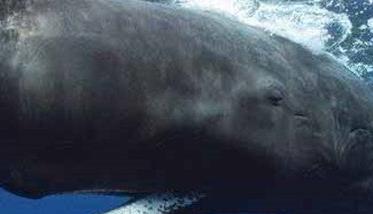 鲸鱼的祖先是什么样子的动物 鲸的祖先最早是哪种动物