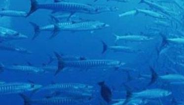 沙丁鱼是深海鱼吗，常见深海鱼有哪些？