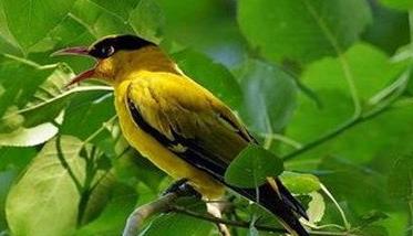 黄鹂鸟吃什么食物 黄鹂鸟吃什么食物为主