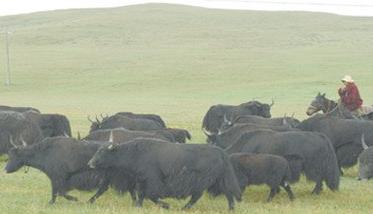 牦牛怎样进行放牧育肥 牦牛的养殖放牧技巧