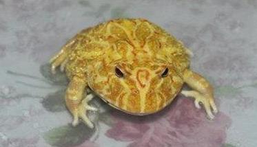 黄金角蛙寿命有多长 黄金角蛙能活几年