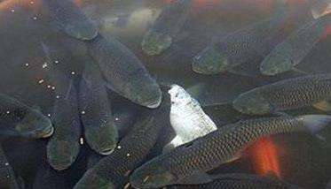 鲤鱼繁殖期在什么季节 鲤鱼公母的区别图片