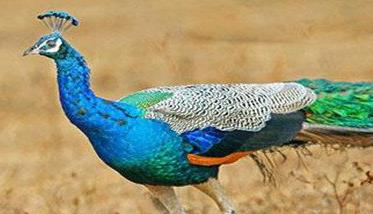 蓝孔雀是几级保护动物 白孔雀是几级保护动物