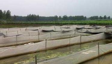 网箱养殖黄鳝技术指导 网箱养殖黄鳝一定要把好六大关