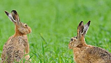 野兔是保护动物吗？