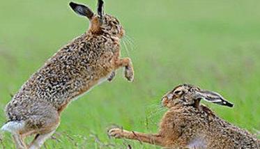 野兔的生活习性和特点 野兔的生活特征和生活方式
