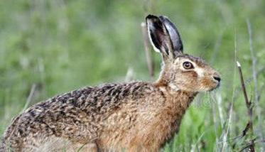 野兔繁殖能力较强