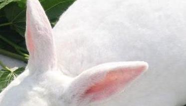 獭兔如何取毛 獭兔的换毛类型与规律