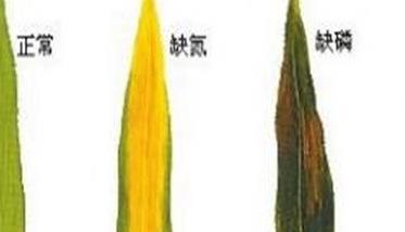 玉米缺素症状表现有哪些 玉米缺素症图片大全