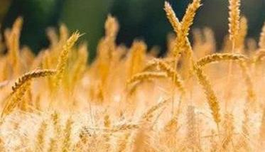 干热风对小麦的危害 干热风对小麦的危害的关键时期是孕穗期还灌浆期