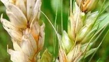 小麦吸浆虫的防治方法 小麦吸浆虫用什么农药防治