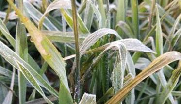 小麦冻害的补救措施 小麦冻害有哪些症状
