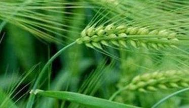 小麦吸浆虫的农业预防方法