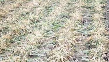 小麦冻害分级标准 小麦冻害分级标准是什么