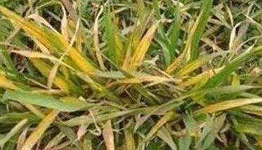 小麦苗期黄叶是什么原因