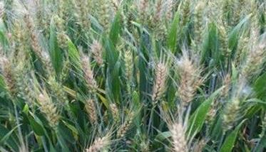 小麦赤霉病防治最佳期 防治小麦赤霉病农药最佳配方