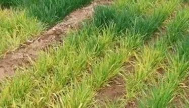小麦除草剂药害与解救 非常全面 小麦除草剂药害的症状