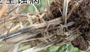 小麦全蚀病发病条件 小麦全蚀病的病征有