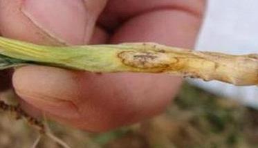 小麦土传花叶病传播途径、发生原因和防治方法