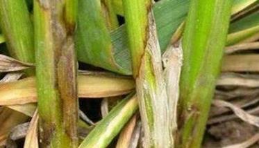 小麦常见的病害有哪些 小麦病害图片大全与防治