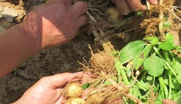 马铃薯常见病虫害如何防治 如何防治马铃薯白线虫病