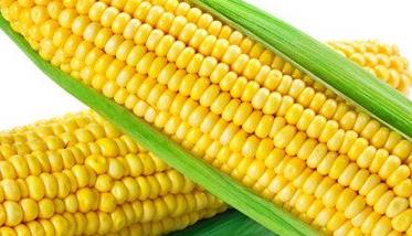 青贮玉米种植技术与管理 青贮玉米种植技术