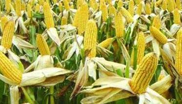 玉米产量构成因素有哪些 玉米产量构成三大因素
