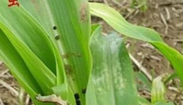 玉米粘虫发生规律是什么 玉米粘虫的详细资料