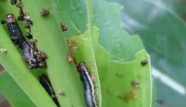 玉米粘虫发生规律是什么