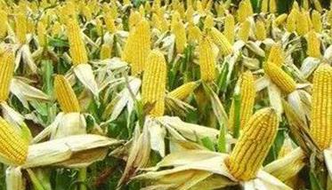 玉米杂交技术－玉米杂交种主要有哪几种类型