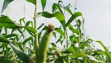 甜玉米要隔离种植