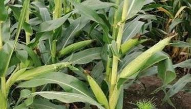 玉米矮花叶病的防治方法