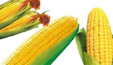 糯玉米的功效与作用与主治 糯玉米的功效与作用