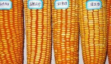 提高玉米穗粒数的主要措施有哪些 提高玉米质量和产量的措施