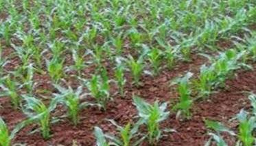 玉米苗期管理技术要点及其生长发育特点