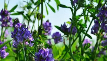 紫花苜蓿牧草的优点
