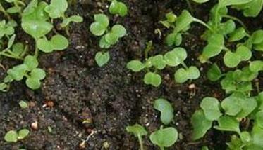 箭舌豌豆种植方法 箭舌豌豆的种植技术