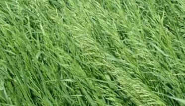 扁穗雀麦栽培技术与利用价值 雀麦种植