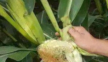 玉米畸形穗什么原因造成的 玉米良种长出畸形儿新华网