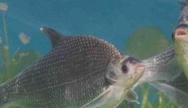 鳊鱼在鱼塘能自行繁殖吗 鳊鱼在鱼塘能自行繁殖吗视频