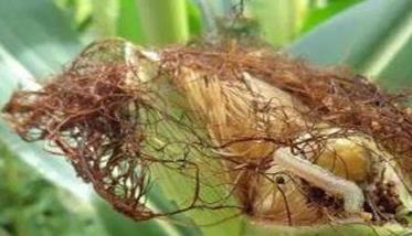 玉米钻心虫如何防治 玉米钻心虫如何防治最好