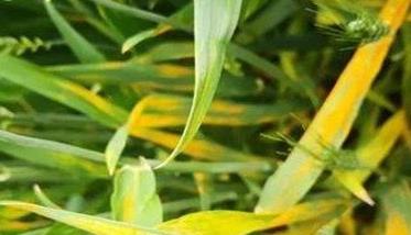 小麦苗期常见病虫害的防治技术要点 小麦苗期病虫害有哪些