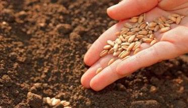 小麦种植前怎样进行种子处理 如何进行小麦播前种子处理