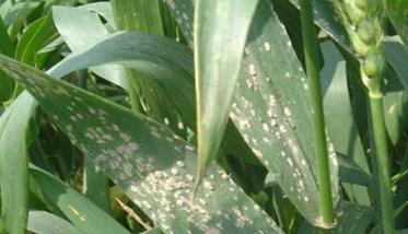 小麦抽穗期病虫害防治 小麦抽穗期要如何预防赤霉病