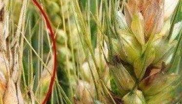 小麦赤霉病的预防措施